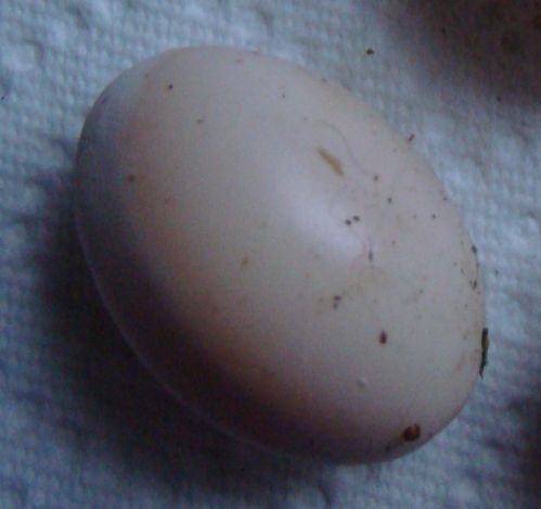 Iguana Egg