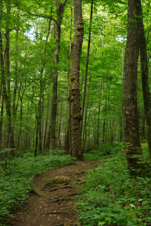Trail through the Joyce Kilmer Memorial Forest