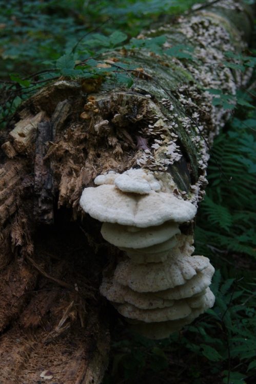 Shelf mushrooms on a fallen tree